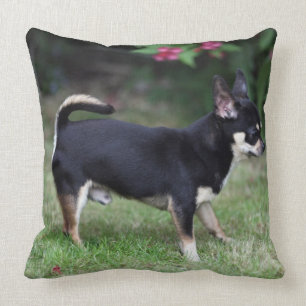 Kurzhaariger Chihuahua stehend Kissen
