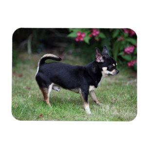 Kurzhaariger Chihuahua stehend Magnet