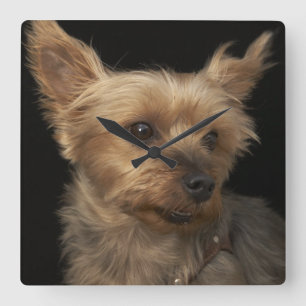 Kurzhaariger Yorkie Hund, der rechts schaut Quadratische Wanduhr