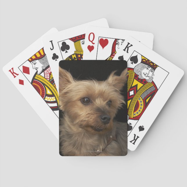 Kurzhaariger Yorkie Hund, der rechts schaut Spielkarten (Rückseite)