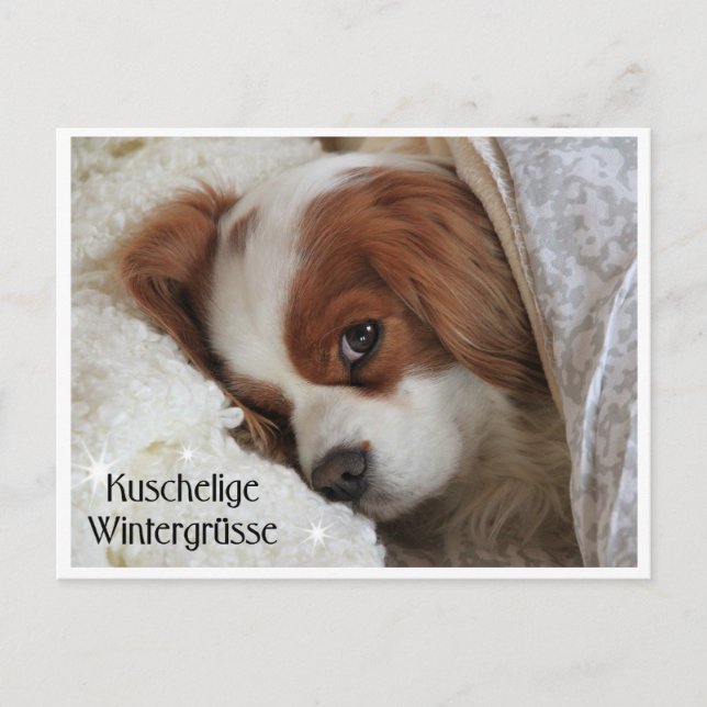 Kuschelige Wintergrüsse Postkarte (Vorderseite)