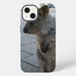 "Kuscheln in Australien: Ein kuscheliger grauer Qu iPhone Hülle
