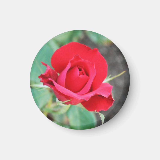 Kuss aus der Rote Rose Magnet (Vorne)