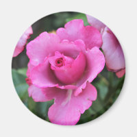 Kuss von der Rose Magnet