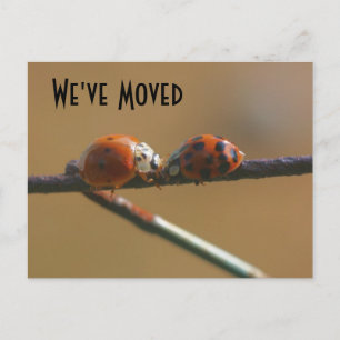 Küssen Ladybugs Neue Adressnatur Ankündigungspostkarte