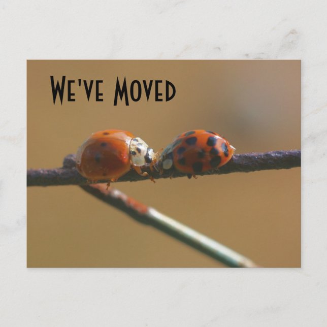 Küssen Ladybugs Neue Adressnatur Ankündigungspostkarte (Vorderseite)