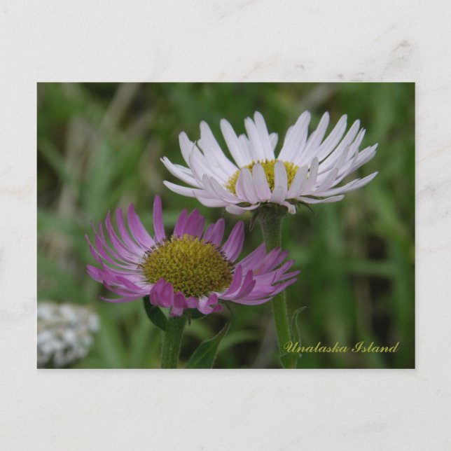 Küste, Fleabane, Insel Unalaska Postkarte (Vorderseite)
