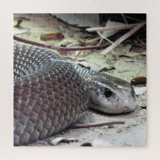 Küste Taipan