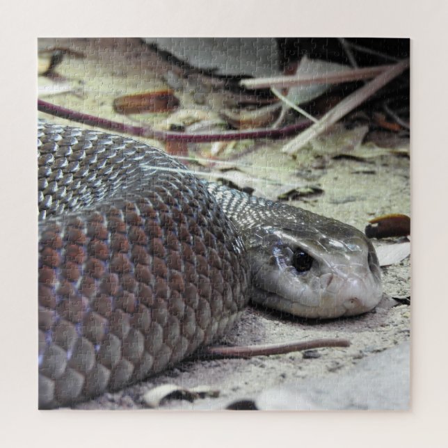 Küste Taipan (Vertikal)