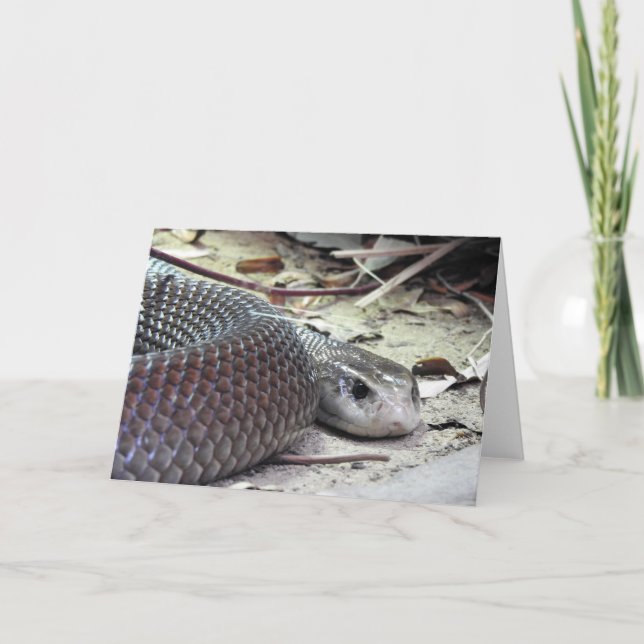 Küste Taipan Karte (Vorderseite)