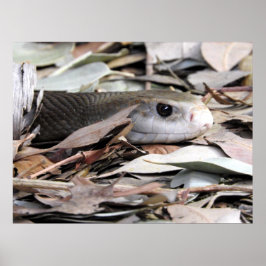 Küste Taipan Poster