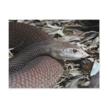 Küste Taipan