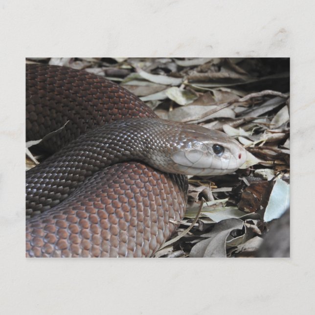 Küste Taipan Postkarte (Vorderseite)