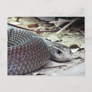 Küste Taipan Postkarte
