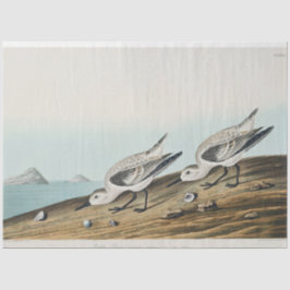 Küstenaudobon-Sanderlingsmöwen-Tissue-Papier Seidenpapier