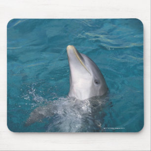 Küstenbottlenose-Delphin Mousepad