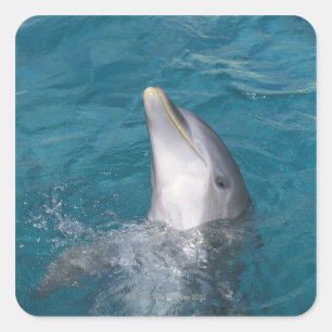 Küstenbottlenose Dolphin Quadratischer Aufkleber