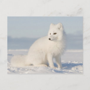 Küstenebene   der Polarfuchs Postkarte