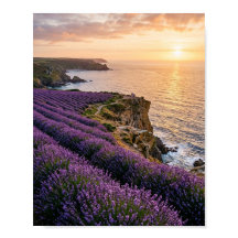 Küstenlavendelfelder bei Sonnenuntergang Landschaf
