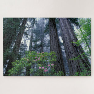 Küstenmammutbäume und Rhododendren