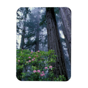 Küstenmammutbäume und Rhododendren Magnet