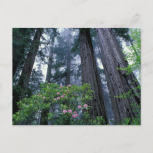 Küstenmammutbäume und Rhododendren Postkarte