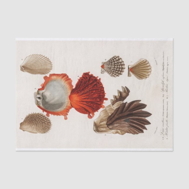 Küstenseashell-Aquarell Seidenpapier (Vorderseite)