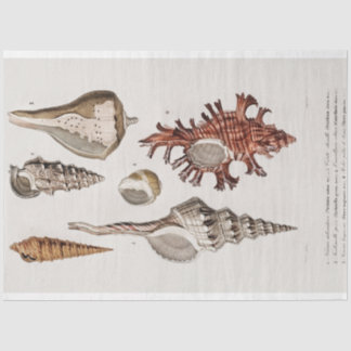 Küstenseashell-Aquarell Seidenpapier