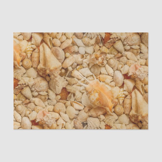 Küstenseashells-Foto Seidenpapier (Vorderseite)