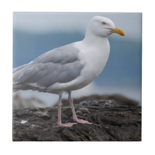 Küstenseemöwe Fliese