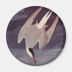 Küstenseeschwalbe von John James Audubon, Vintage  Magnet