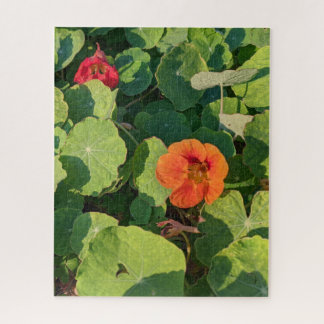 Küstenstreifen, Nururien, 520-Stück-Puzzle