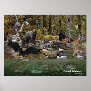 Küstenwaldplakat Poster