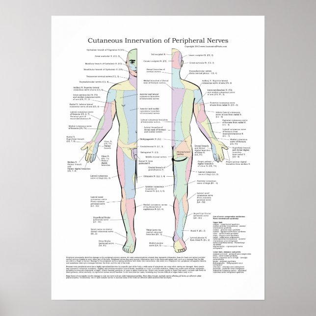 Kutane Invasion des peripheren Nervenposters Poster (Vorne)