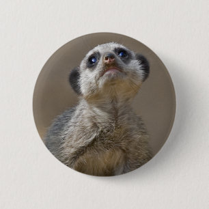 Kute Kat Abzeichen Button