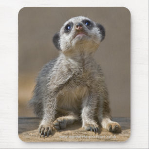 Kute Kat Mousemat Mousepad