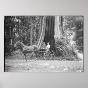 Kutsche im hohlen Baum, Stanley Park, Vintage Poster