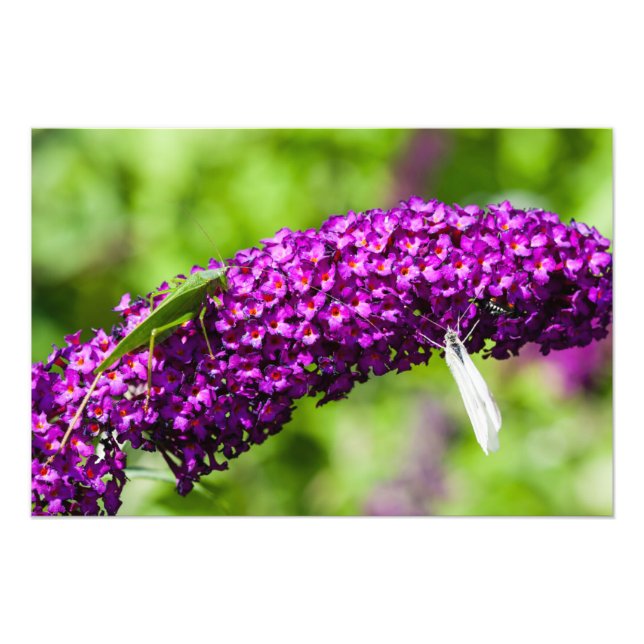 Kuttenenergie Fotodruck (Vorne)