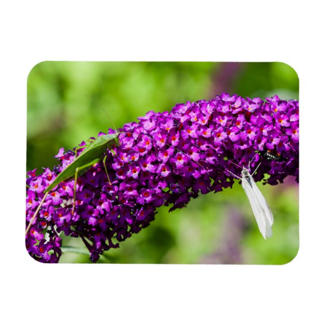 Kuttenenergie Magnet (Horizontal)