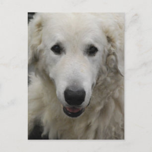 Kuvasz Dog Breed Postcard Postkarte