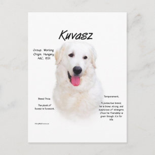 Kuvasz-Geschichtsdesign Postkarte