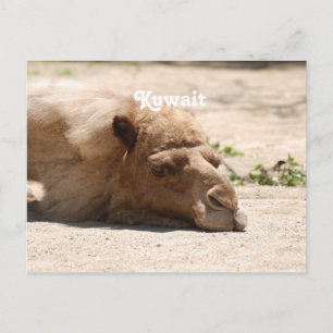 Kuwait Camel Postkarte