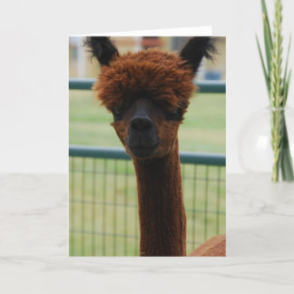 Kuzco Alpaca Grußkarte Karte