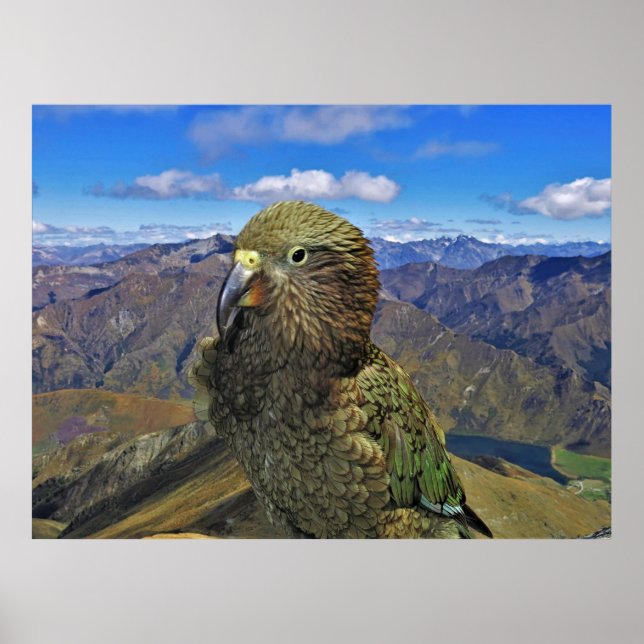 Kweenstown Kea Poster (Vorne)