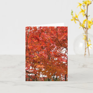 Kyoto Herbstlaub Karte