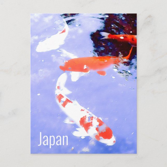 Kyoto Japan Kohaku Koi Karpfen Japanisch Reisen Postkarte (Vorderseite)