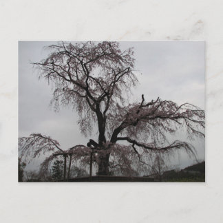 Kyoto Sakura Tree, Japan Postkarte