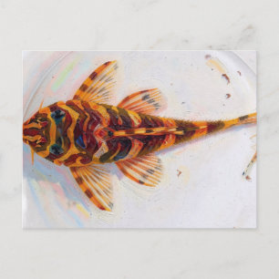 L134 Pleco Leopard Frosch Postkarte