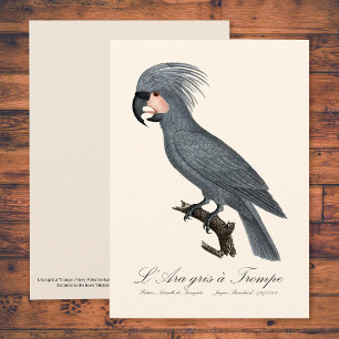 L’Ara gris à Trompe / Grauer Palmkakadu  Dankeskarte