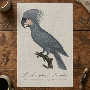 L’Ara gris à Trompe / Gray Palm Cockatoo